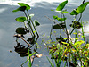 Pond Plants