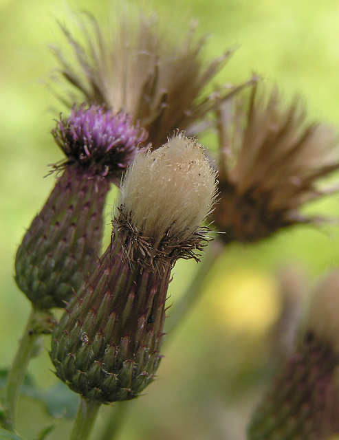 Canada Thistle