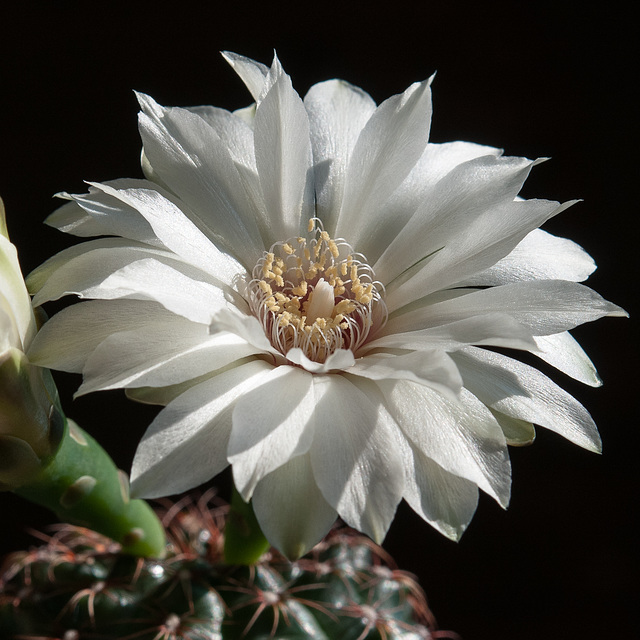 Gymnocalycium mesopotamicum - 2013-08-15-_DSC7534