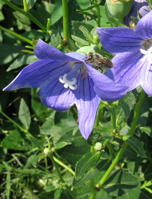 Another Balloon Flower