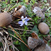 Heartsease & Acorns, tiny Blueits & Wood Sorrel leaves