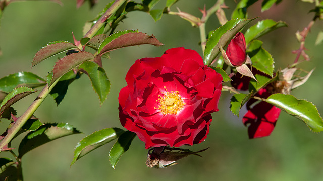 Rosa spec. / Hybr. - 2013-10-17-_DSC9283