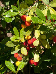 Westlicher Erdbeerbaum, Arbutus unedo - 2013-10-17-_DSC9259 neu