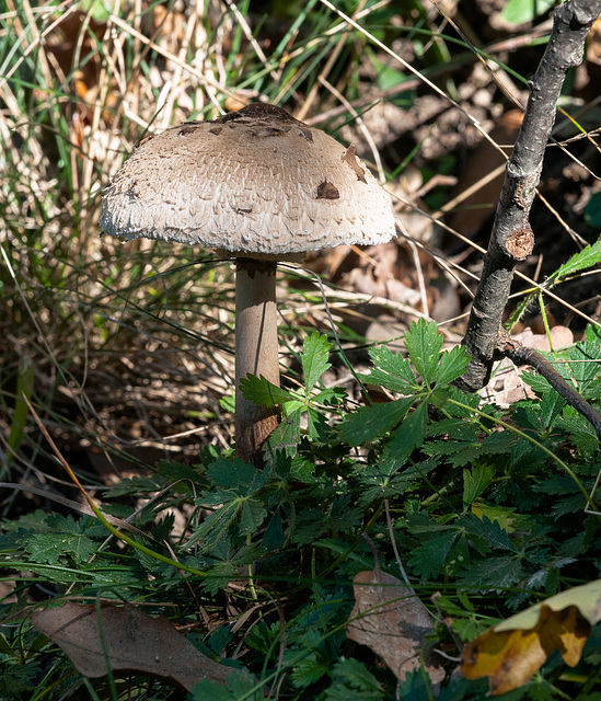 Parasol - 2013-10-17-_DSC9273