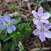 Heartsease and Spring Beauties