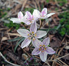 Spring Beauties