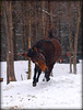 crazy March snow makes crazy March mule