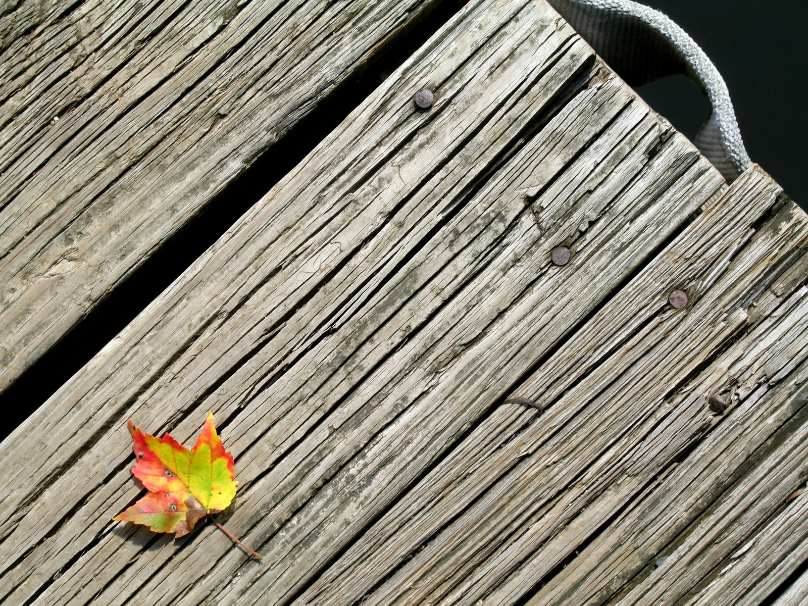 Lone Leaf