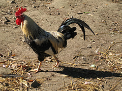Rooster and His Shadow