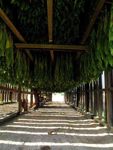 Tobacco Barn