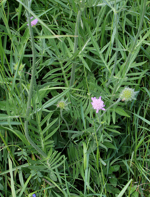 Knautia arvensis (6)