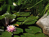 Lily Pond Revisited