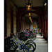 Bicycles Flagler College