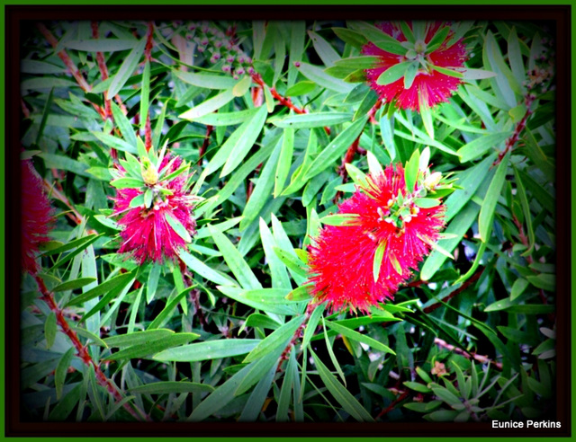 Bottlebrush Bush