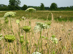 Weed Patch