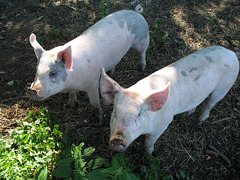 Pig 1 and Pig 2