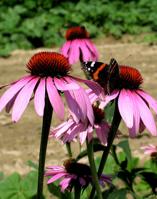 Echinacea, Bee and Butterfly