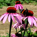 Echinacea, Bee and Butterfly