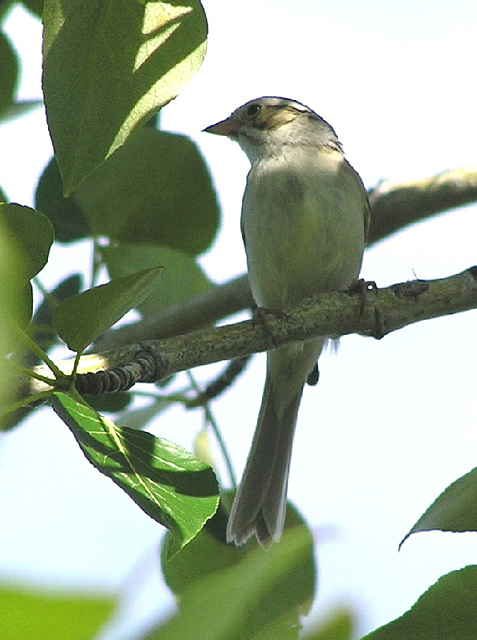 Clay-coloured Sparrow