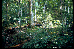 Bear In the Woods--Smokey Mountains National Park, 1974.