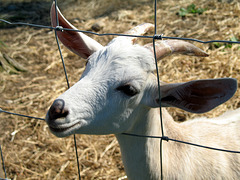 Smiling Goat