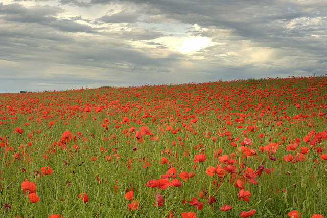 Champ de coquelicots