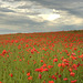 Champ de coquelicots