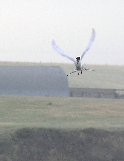 Forster's Tern