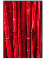 Red Bamboo