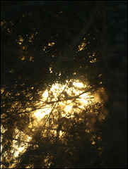 sunlight through the trees