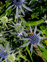 Bee & Thistle (it's really Eryngium)