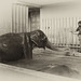 Es war einmal... Badetag bei den Elefanten - 2004 (Wilhelma)