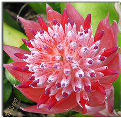 Bromeliads Are MoreThan Leaves ..