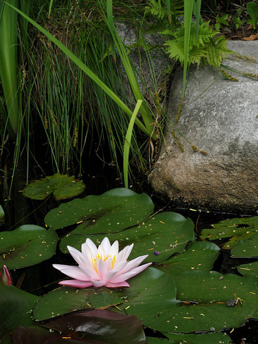 Water Lily