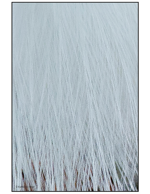 Snowy Egret feathers