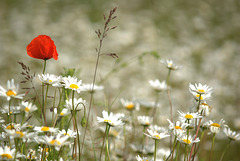 Fleurs des près