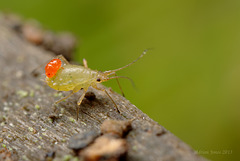 Aphid with Mite