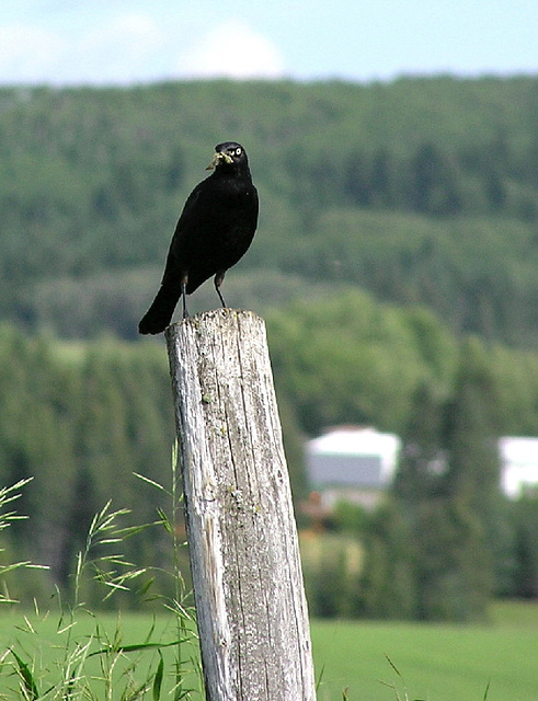 Brewer's Blackbird