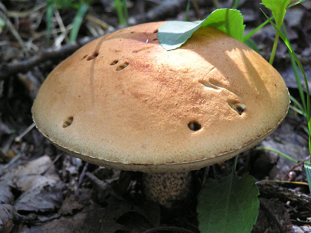 Fungus