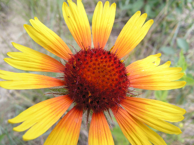 Gaillardia