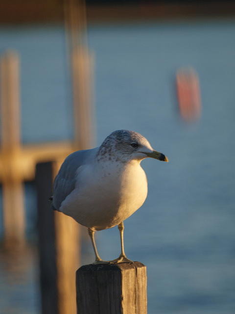 at the town docks