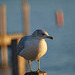at the town docks
