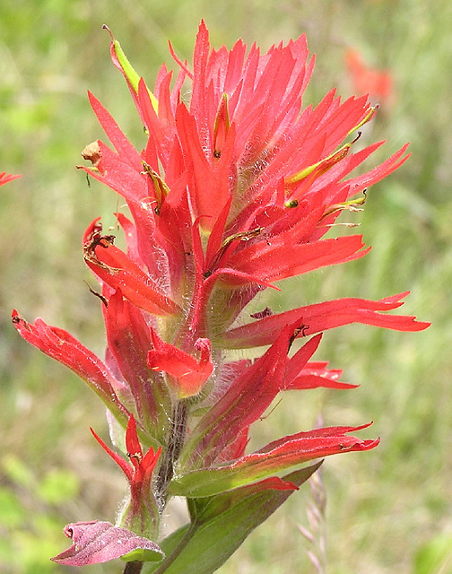 Indian Paintbrush