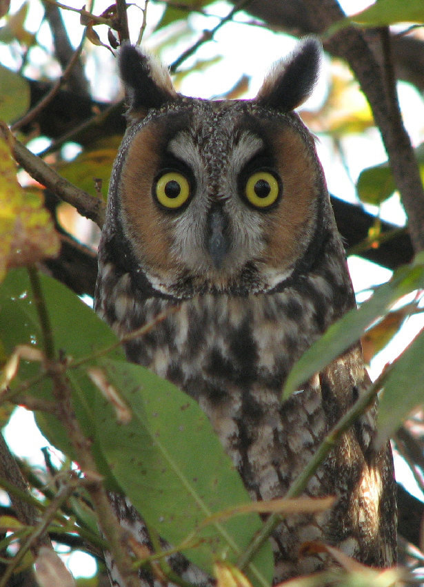 Long-eared Owl 1