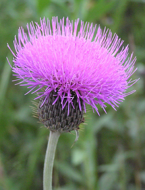 Flodman's Thistle