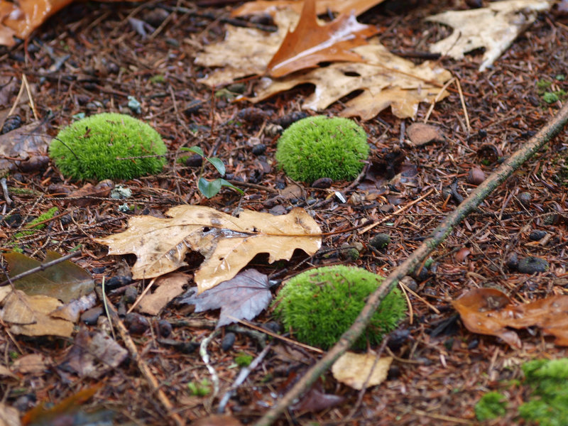 tribbles!