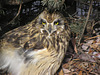 Short-eared Owl