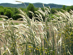 Waves of Some Kind of Grain