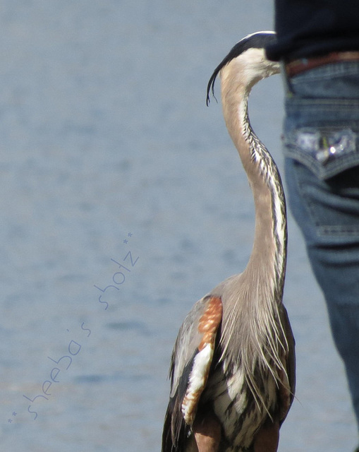 Pick-pocket by the lake ?