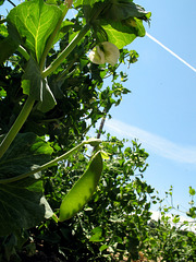 Picking Snow Peas